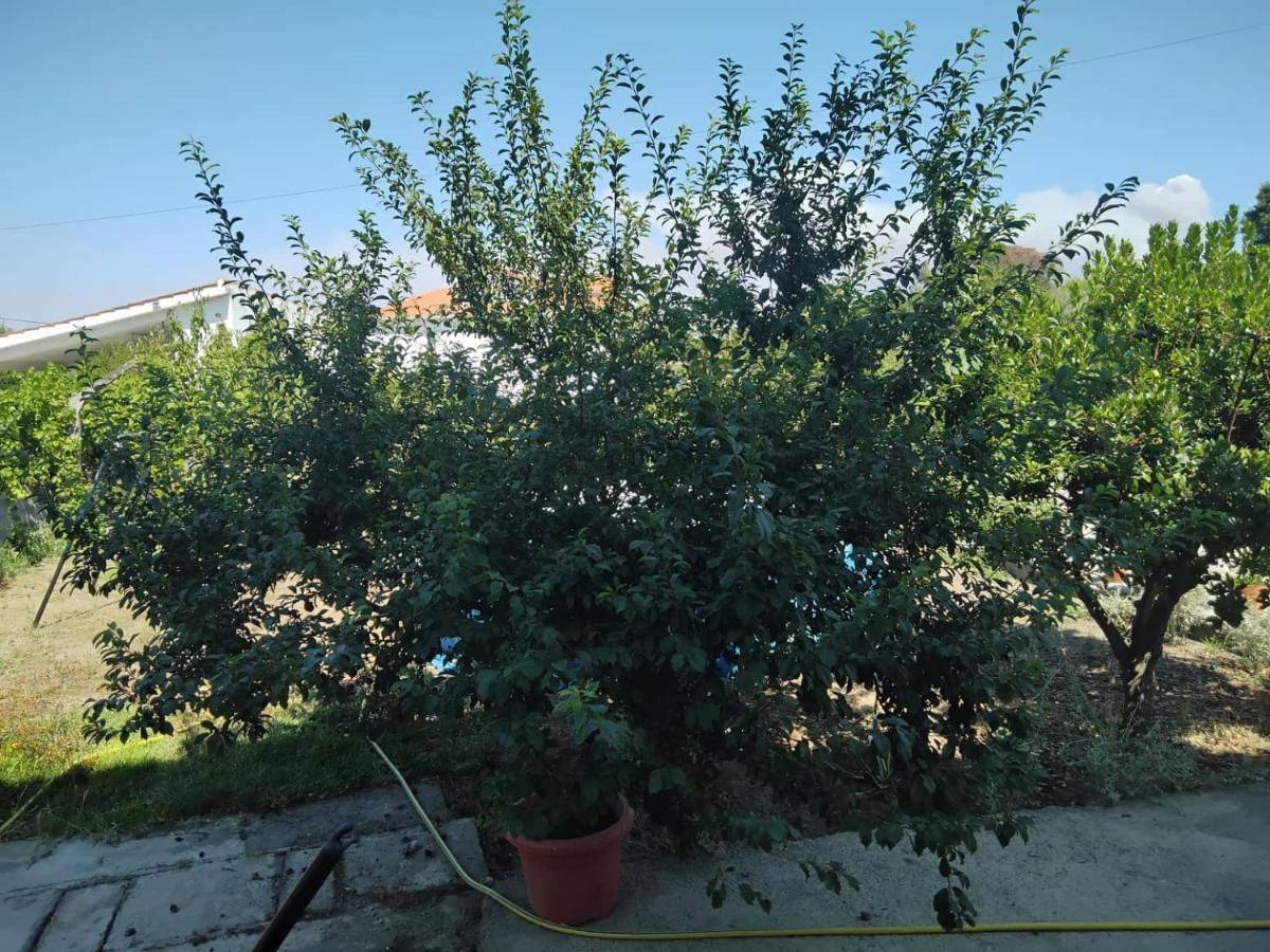 فيلا Casa Do Campo سيا المظهر الخارجي الصورة